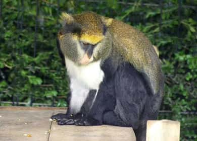 動物図鑑・キャンベルモナモンキー